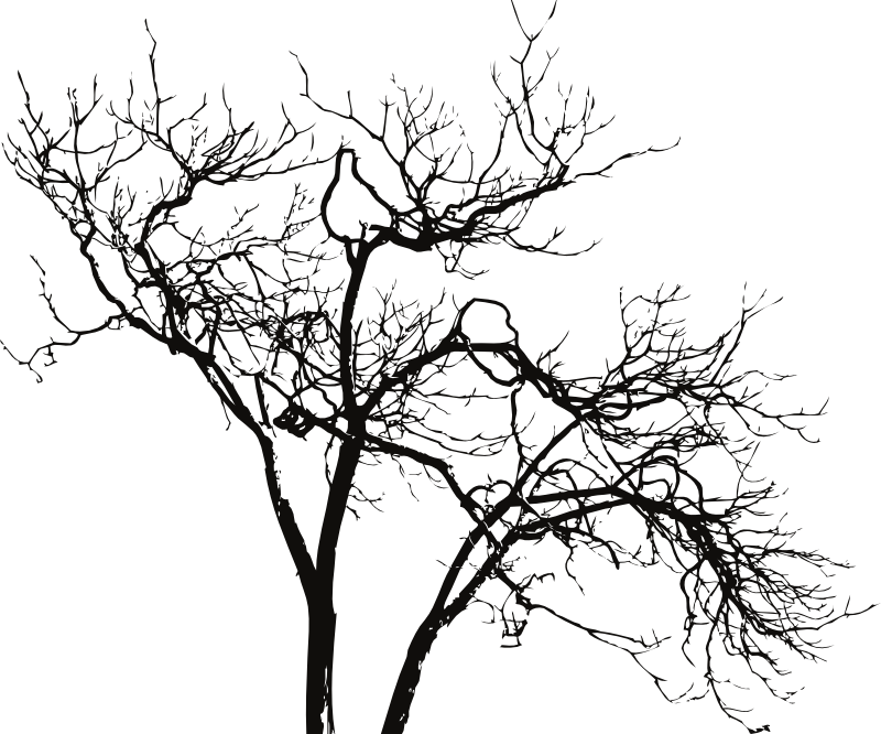 Silhouetted Bare Tree Branches PNG