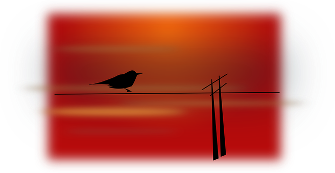 Silhouetted Birdon Wireat Sunset PNG
