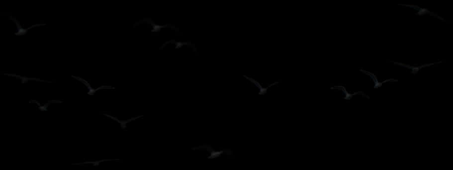 Silhouetted Birds Against Night Sky PNG