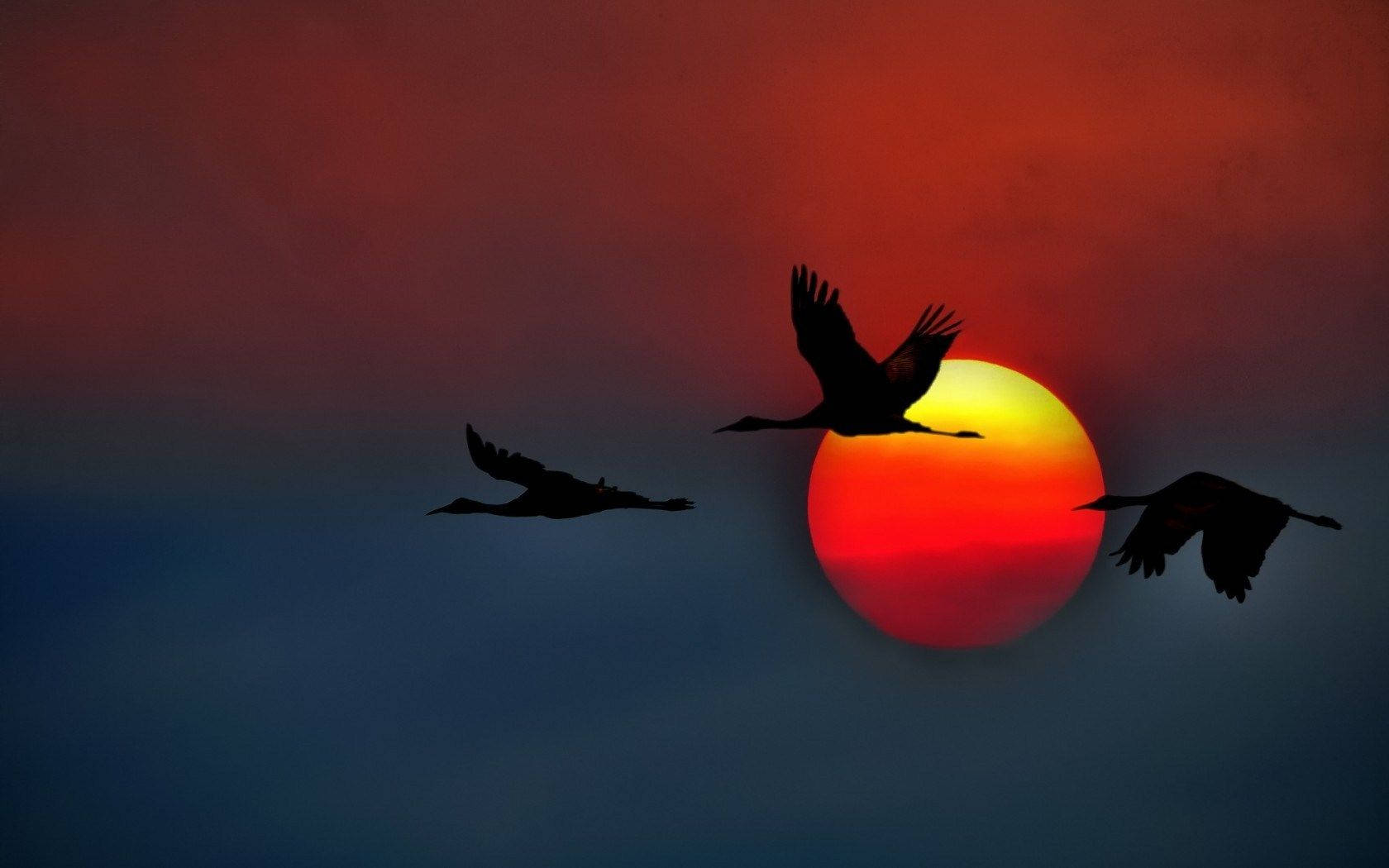 Silhouettiertevögel Fliegen Und Orangefarbene Sonne. Wallpaper