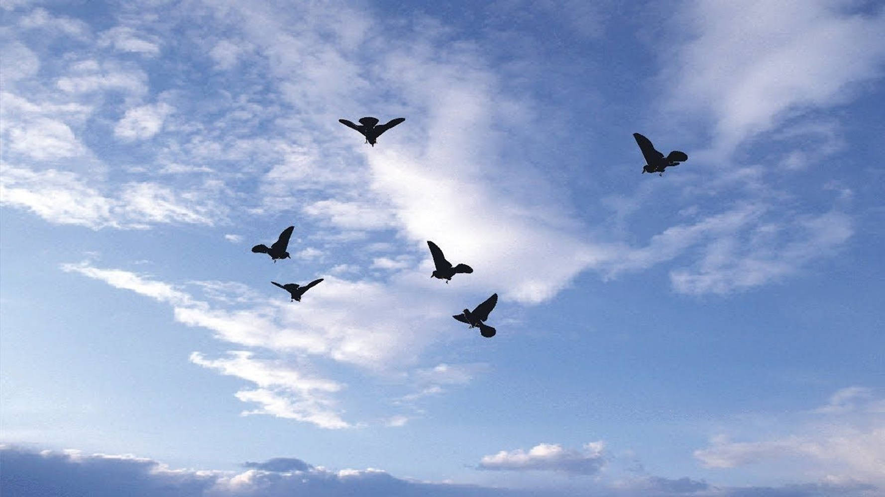 Pájarosen Silueta Volando Sobre El Cielo Nublado. Fondo de pantalla