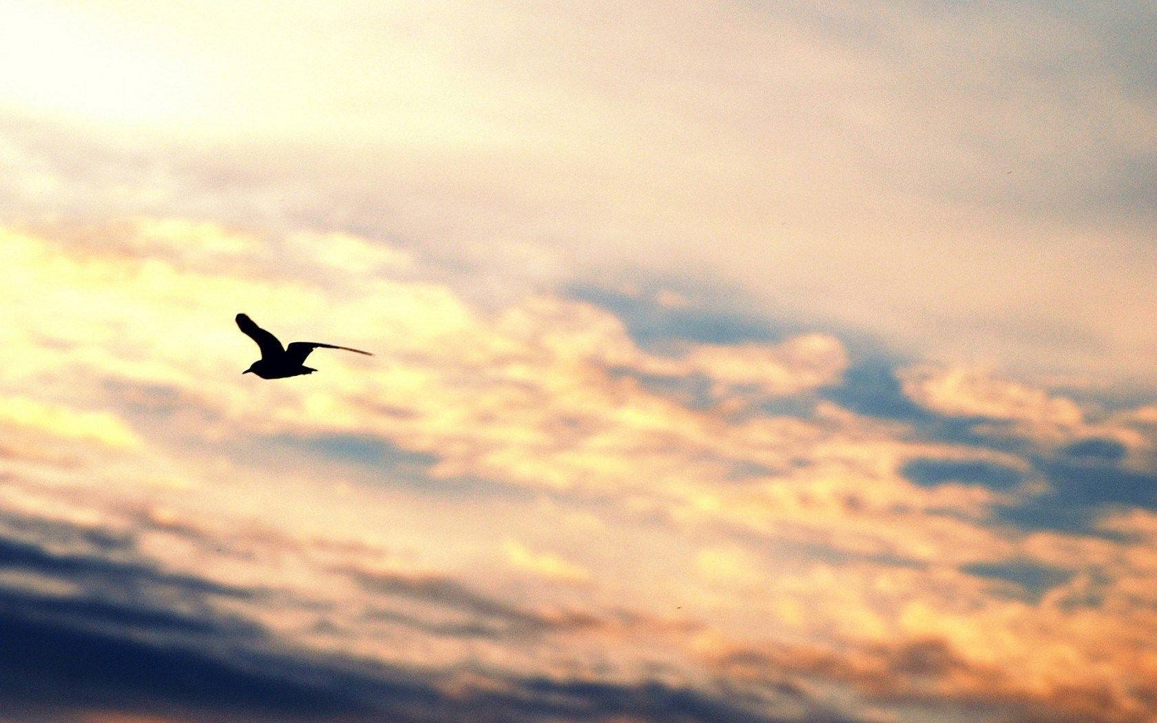Download Silhouetted Birds Flying Over The Golden Sky Wallpaper |  