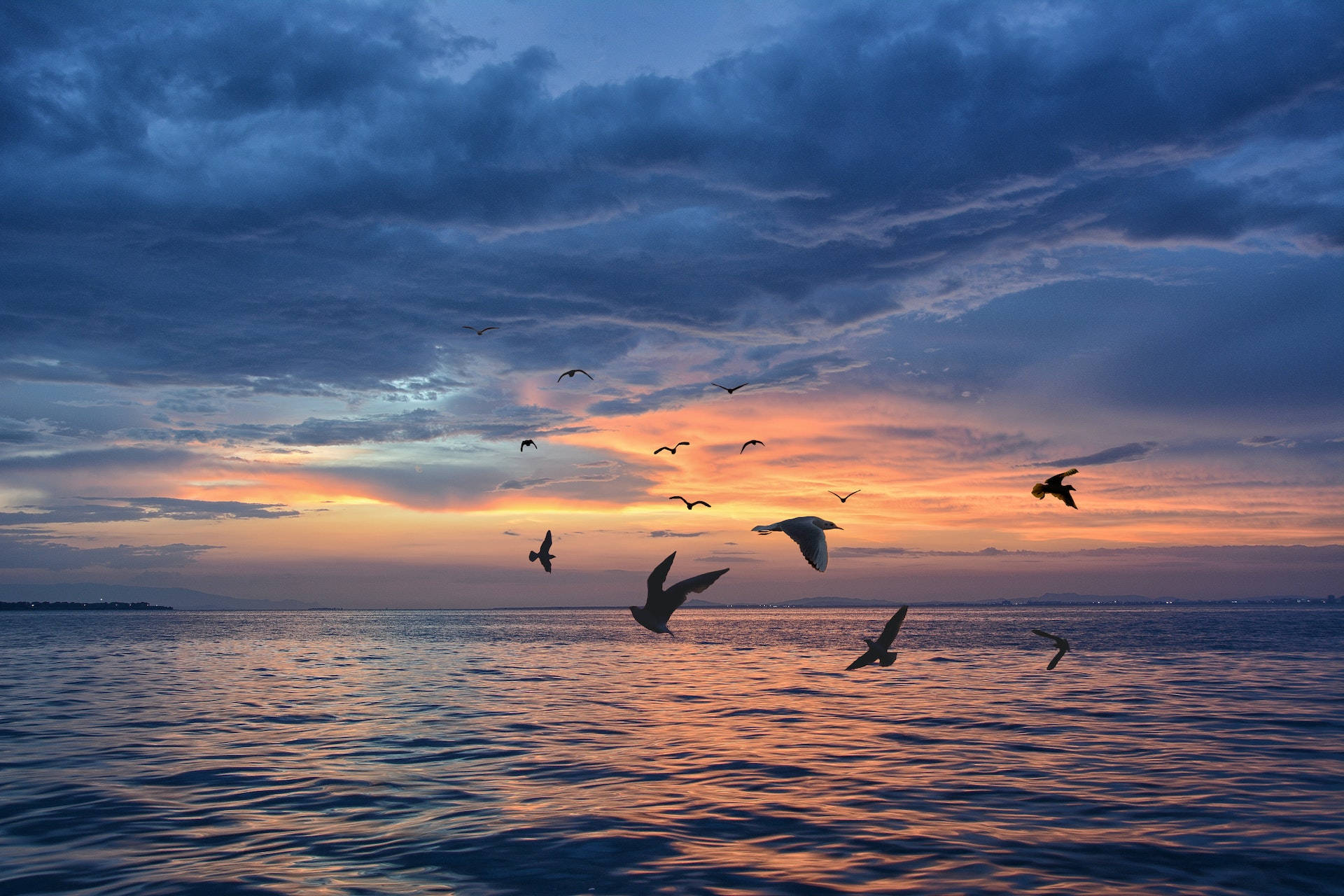Silhouetted Birds Flying Over The Sea Wallpaper