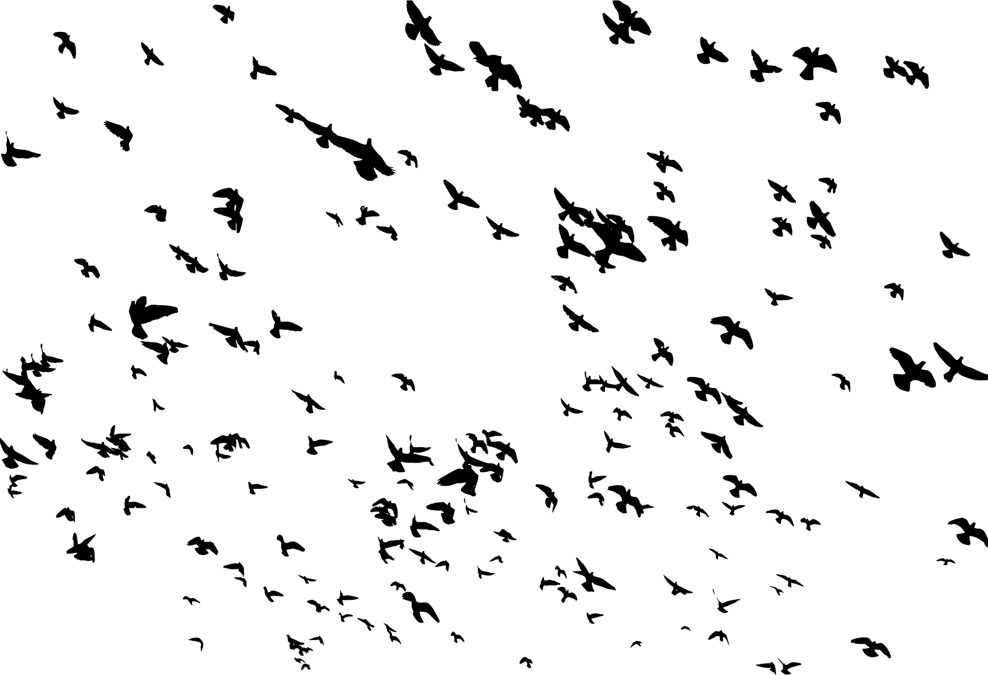 Silhouetted Birdsin Flight PNG
