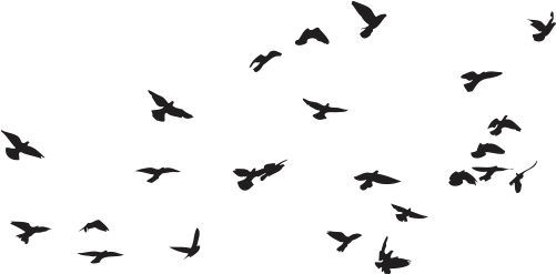 Download Silhouetted Birdsin Flight Sky Background | Wallpapers.com