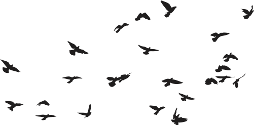 Silhouetted Birdsin Flight Sky Background PNG