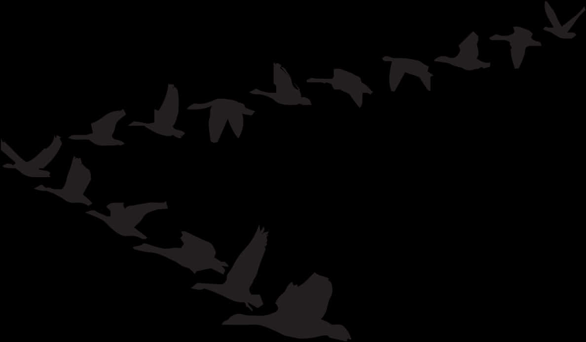 Silhouetted Birdsin Flight PNG