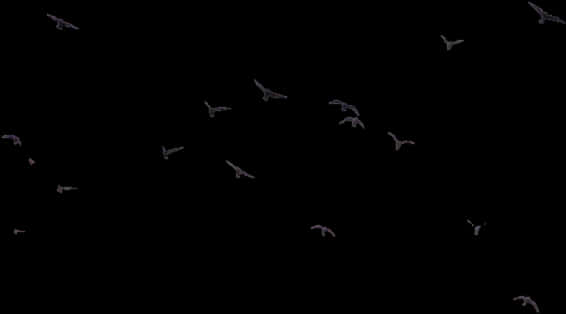 Silhouetted Birdsin Night Sky PNG