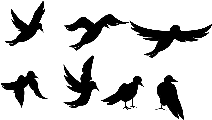 Silhouetted Birdsin Various Poses PNG