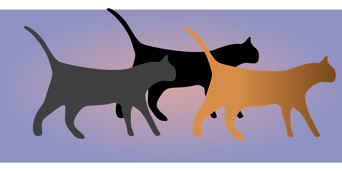 Silhouetted Cats Walking Together PNG