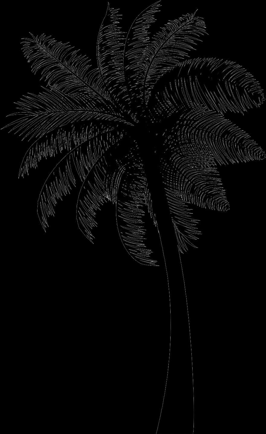 Silhouetted Coconut Tree Art PNG