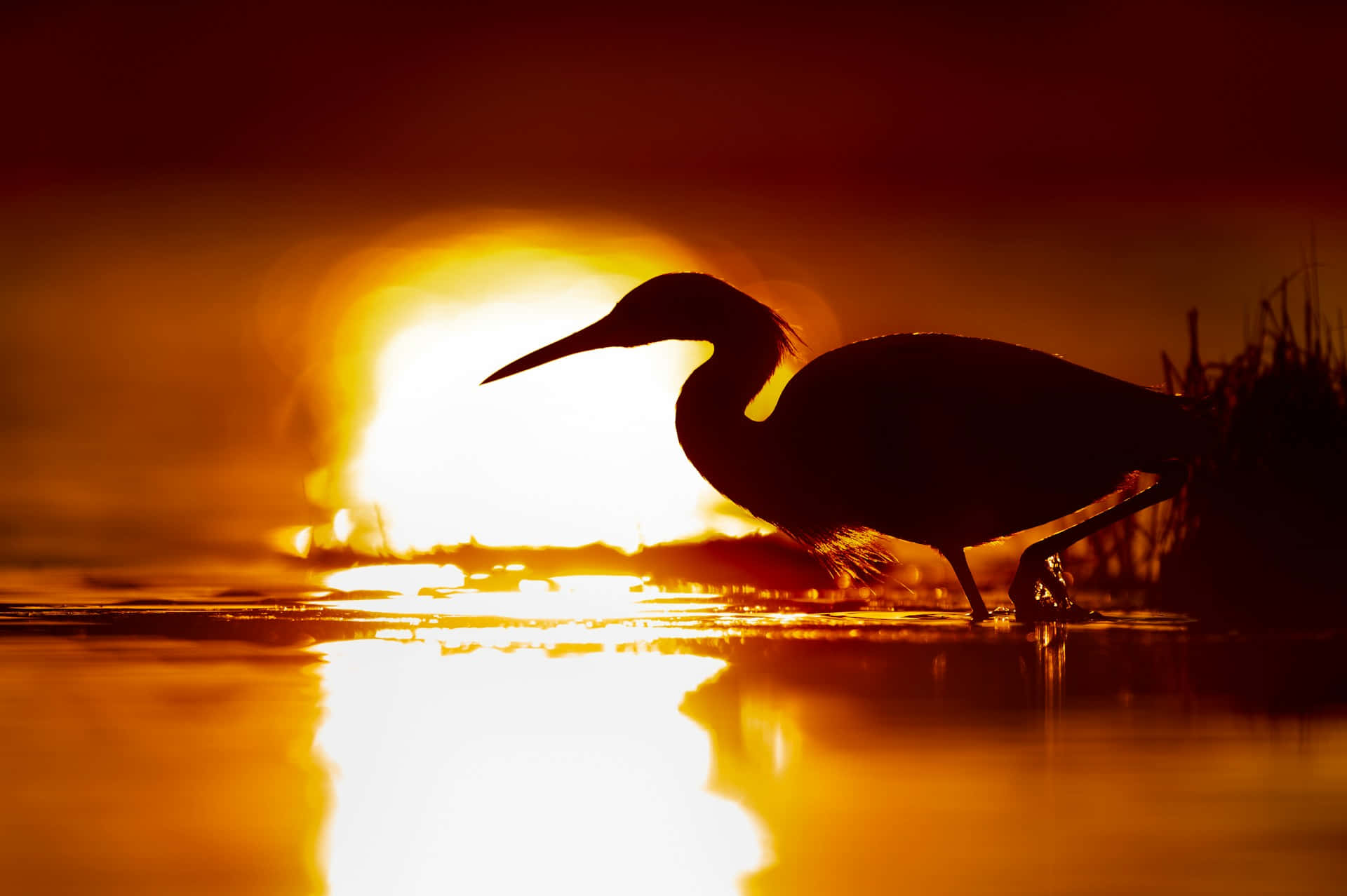 Grue En Silhouette Au Coucher De Soleil Fond d'écran