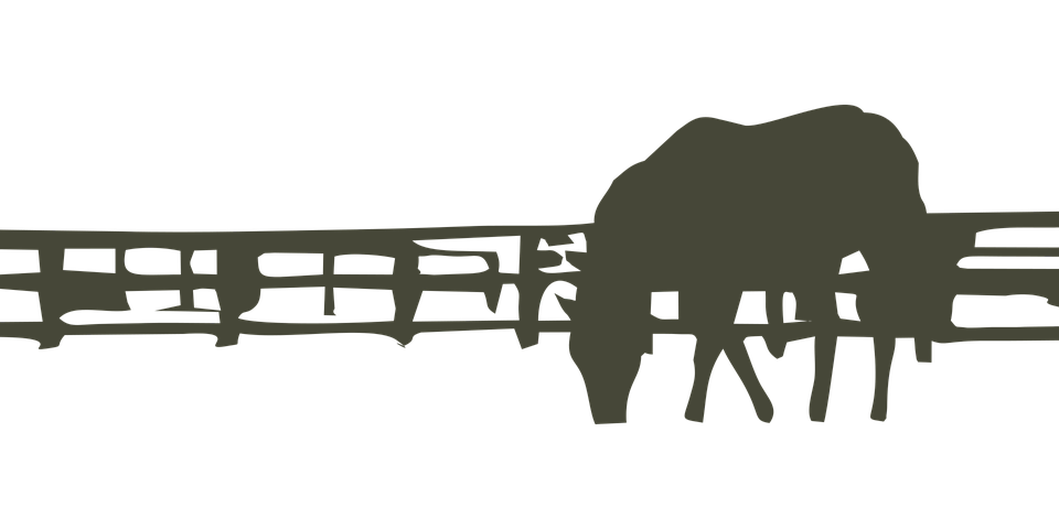 Silhouetted Elephanton Bridge PNG