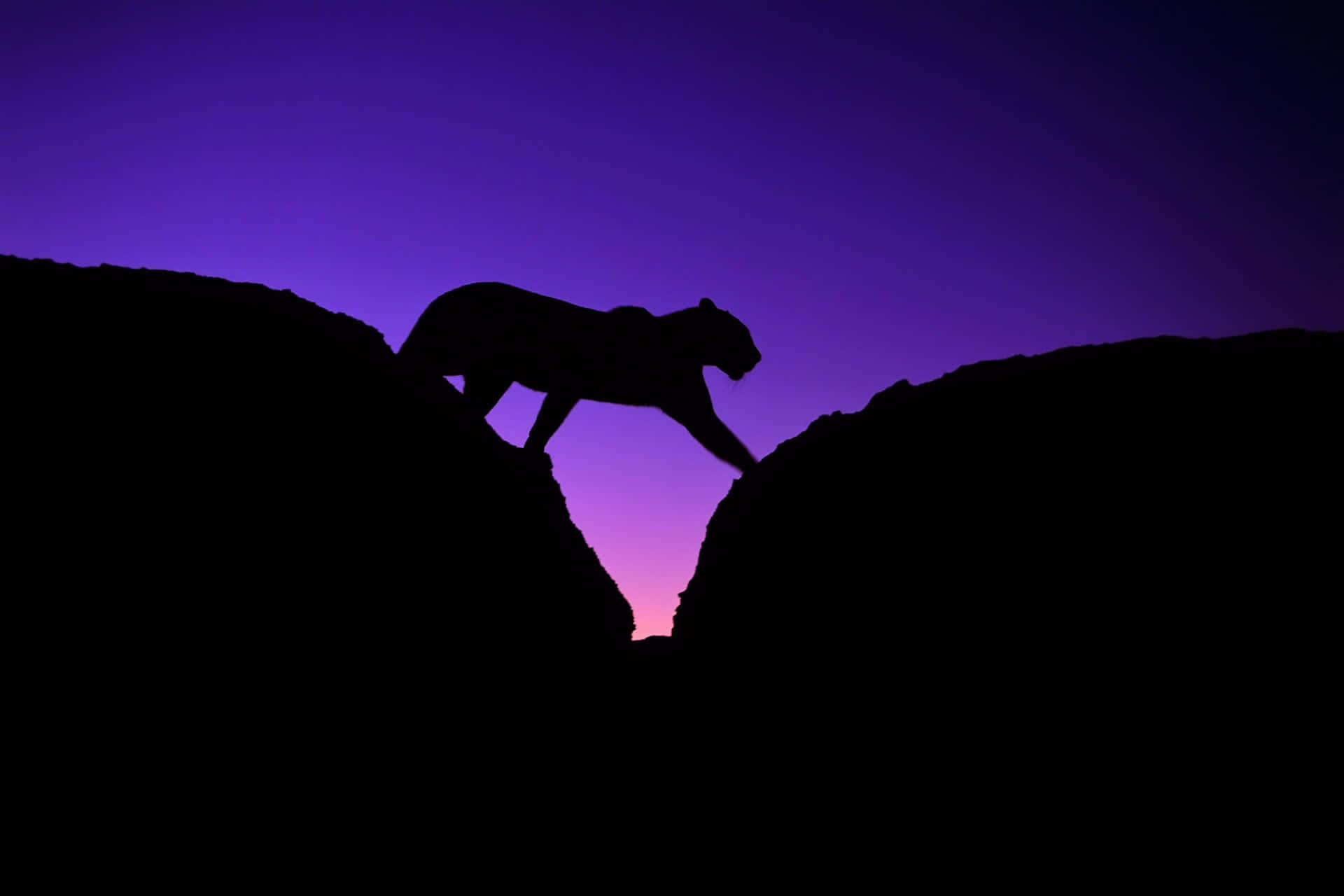 Silhouetted Feline Twilight Crossing Wallpaper