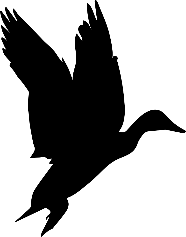 [200+] Black Bird Png Images | Wallpapers.com