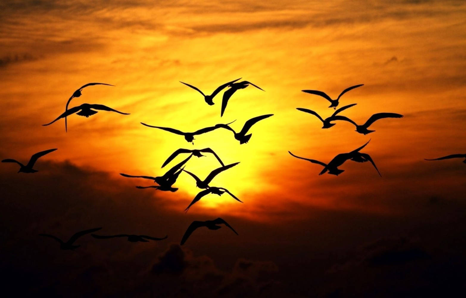 Schwarzeumrisse Einer Gruppe Fliegender Vögel Während Des Sonnenuntergangs Wallpaper
