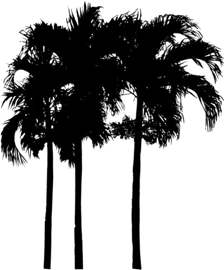 Silhouetted Palm Trees PNG