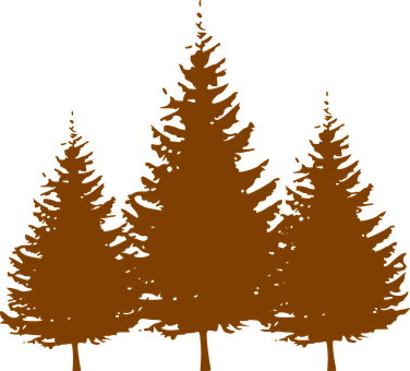 Silhouetted Pine Trees Graphic PNG