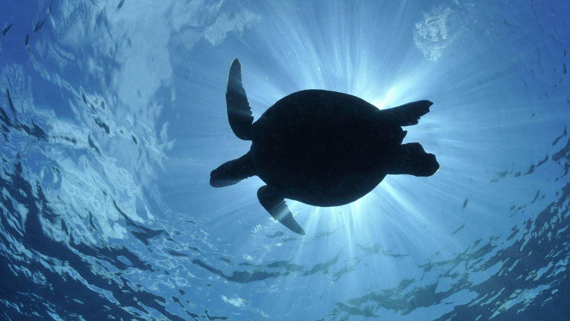 Silhouetted Sea Turtle Wallpaper
