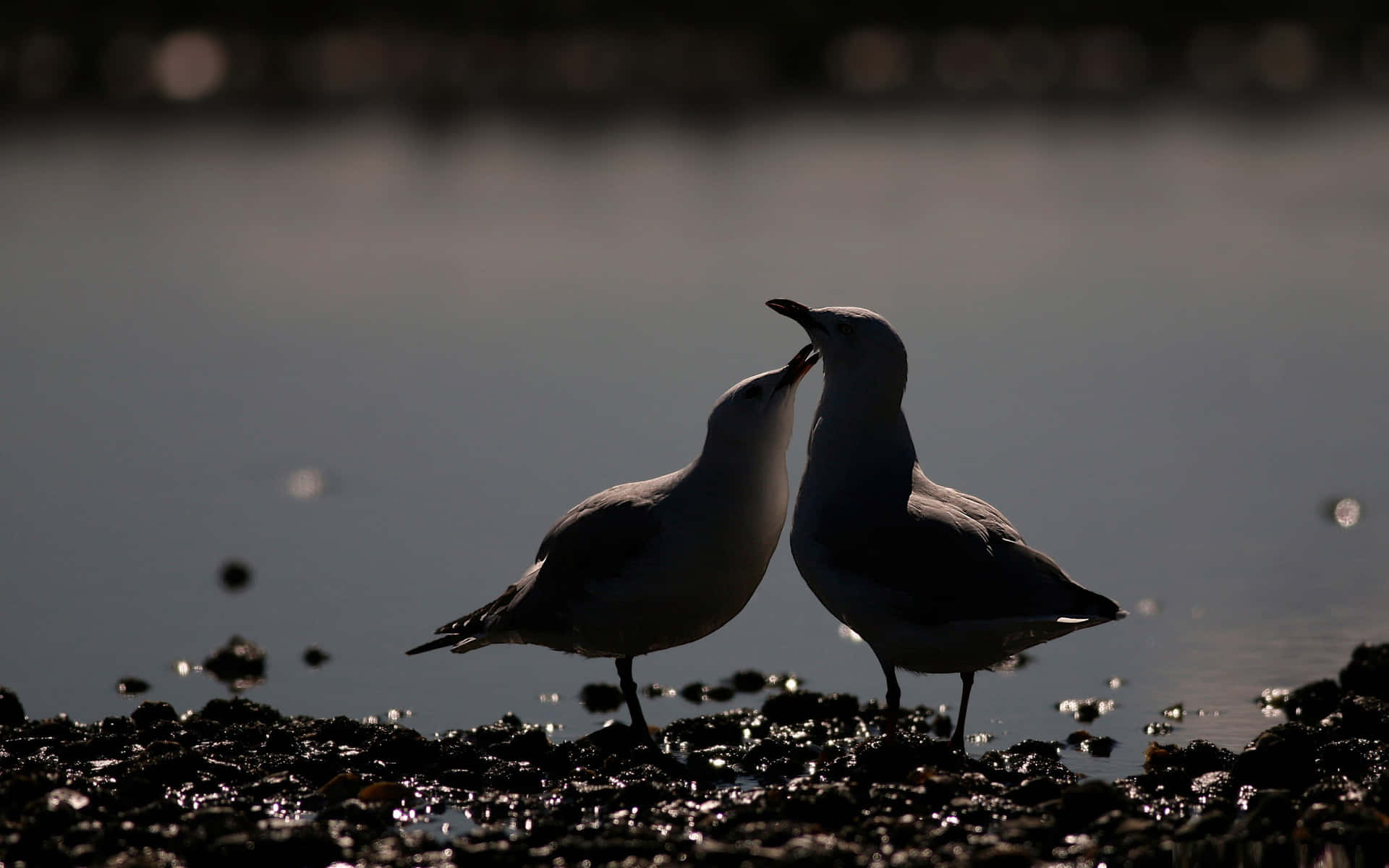 Silhouetted Seagullsat Waterside Wallpaper