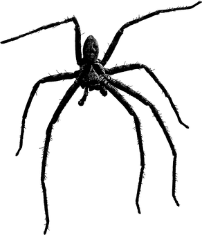 Silhouetted Spideron Web PNG