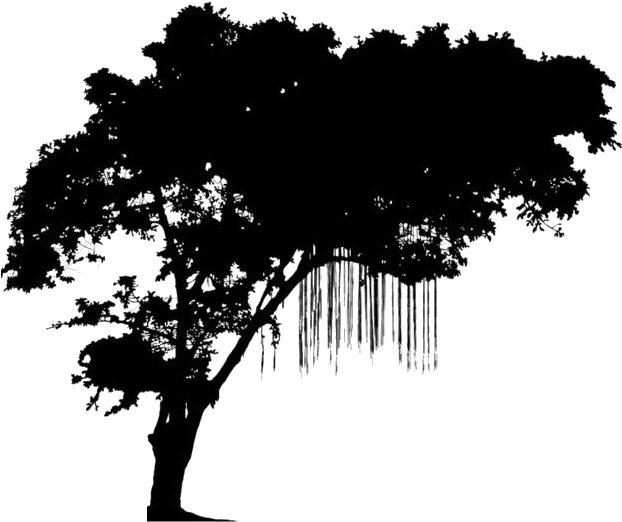 Silhouetted Tropical Treewith Hanging Roots PNG