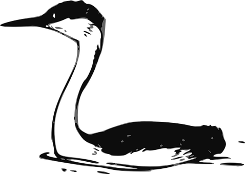 Silhouetted Waterbird Profile PNG