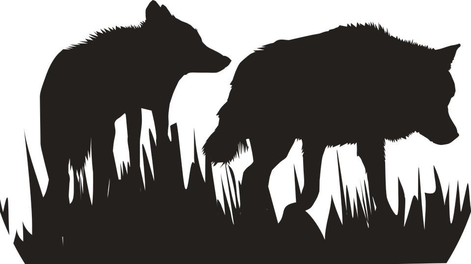 Silhouetted Wolvesin Grass PNG