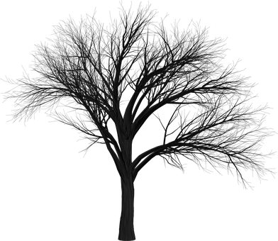 Silhouetteof Bare Tree Against Dark Background PNG