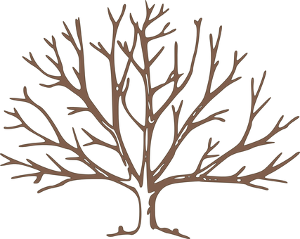 Silhouetteof Bare Tree PNG