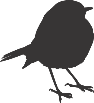 Silhouetteof Birdon Black Background PNG