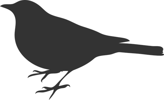 Silhouetteof Birdon Plain Background PNG