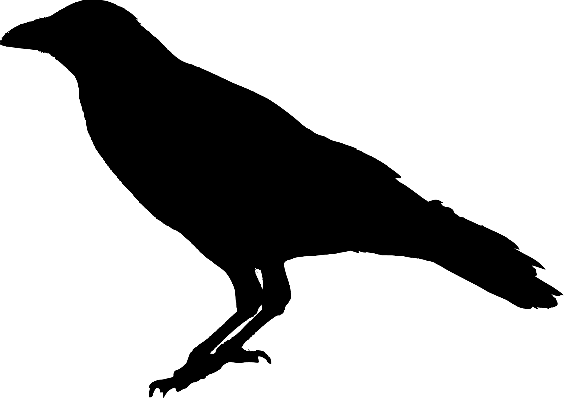 Silhouetteof Black Bird PNG