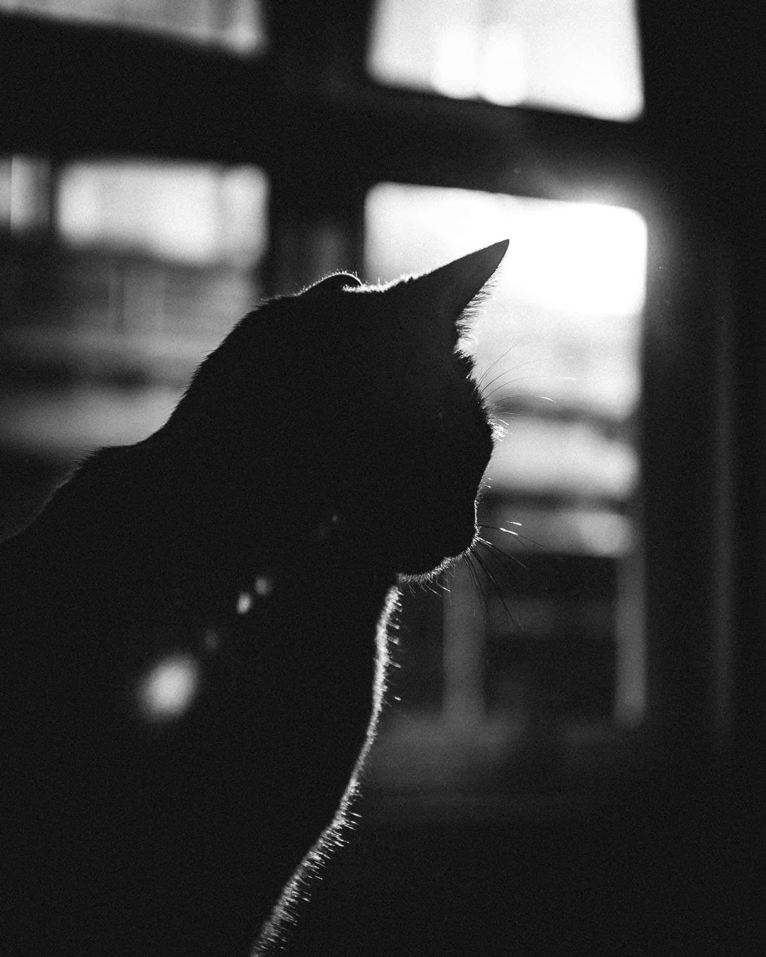 Silhouetteof Black Cat Gazing Out Window Wallpaper