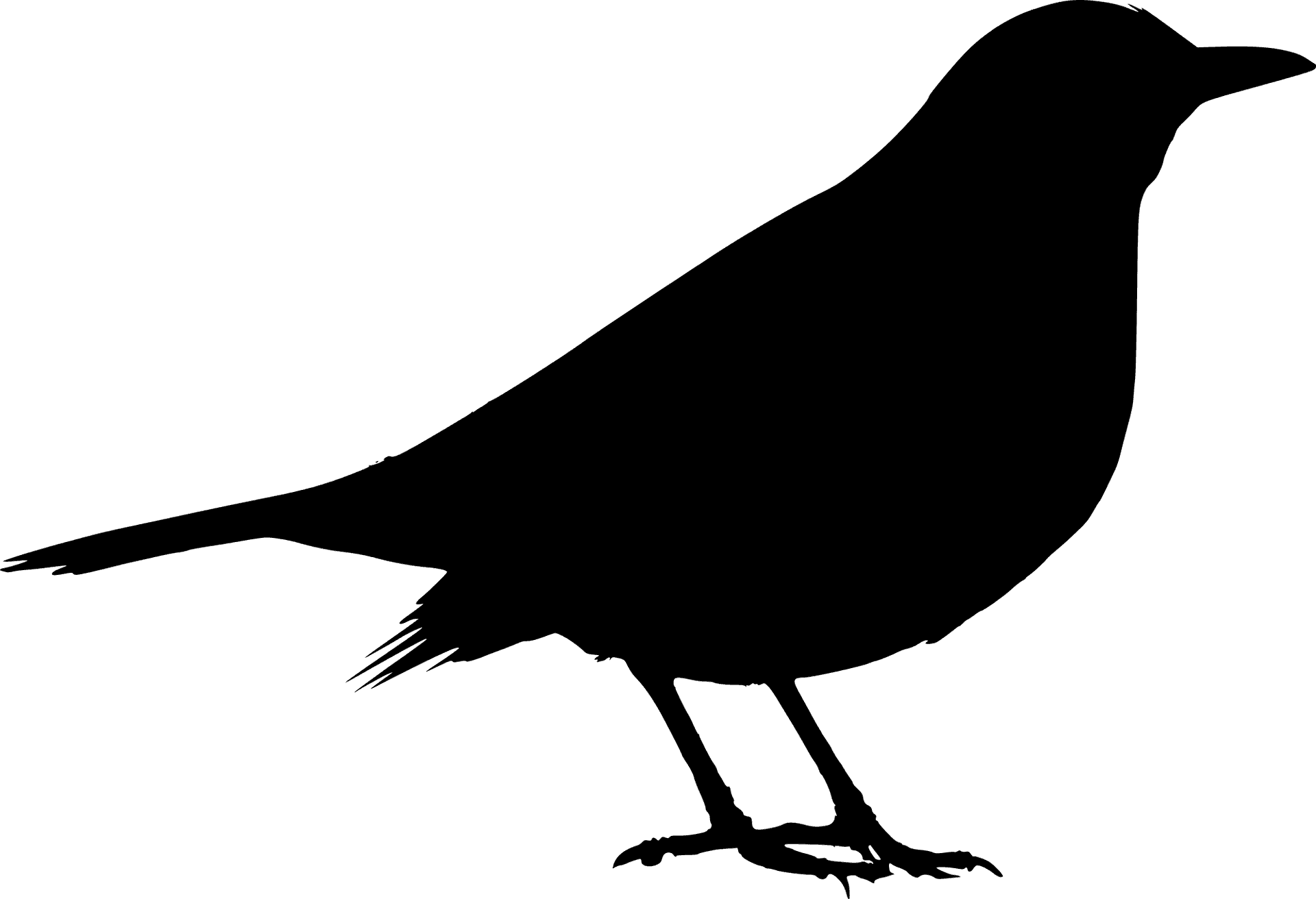Silhouetteof Blackbirdon Blue Background PNG