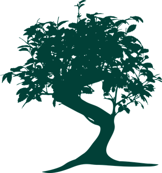 Silhouetteof Bonsai Tree PNG