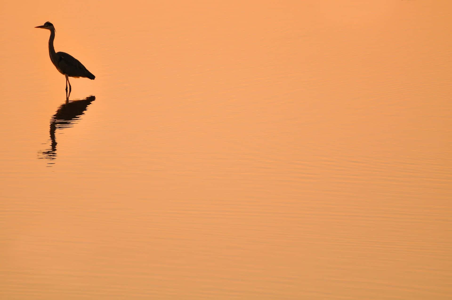 Silhouet Van Kraanvogel Bij Zonsondergang Achtergrond