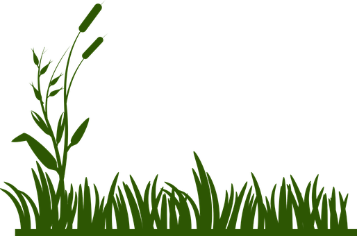 Silhouetteof Grassand Plants PNG