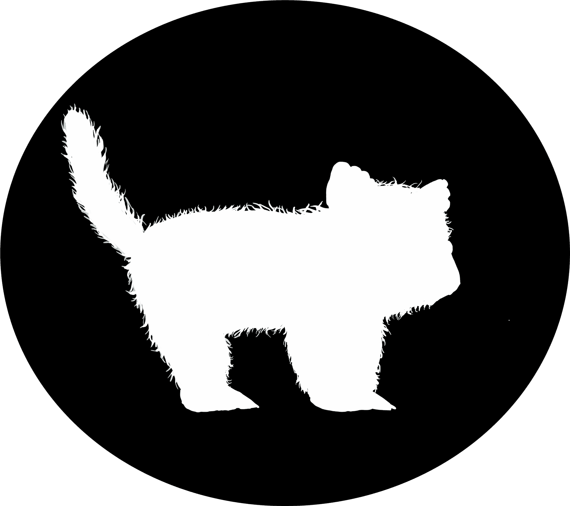 Silhouetteof Kittenon Dark Background PNG