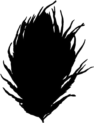 Silhouetteof Peacock Feather PNG