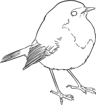 Silhouetteof Perched Bird PNG