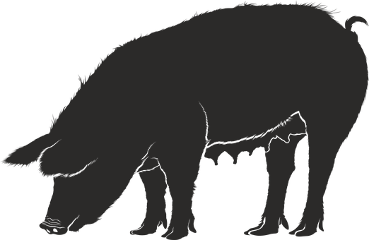 Silhouetteofa Pig PNG