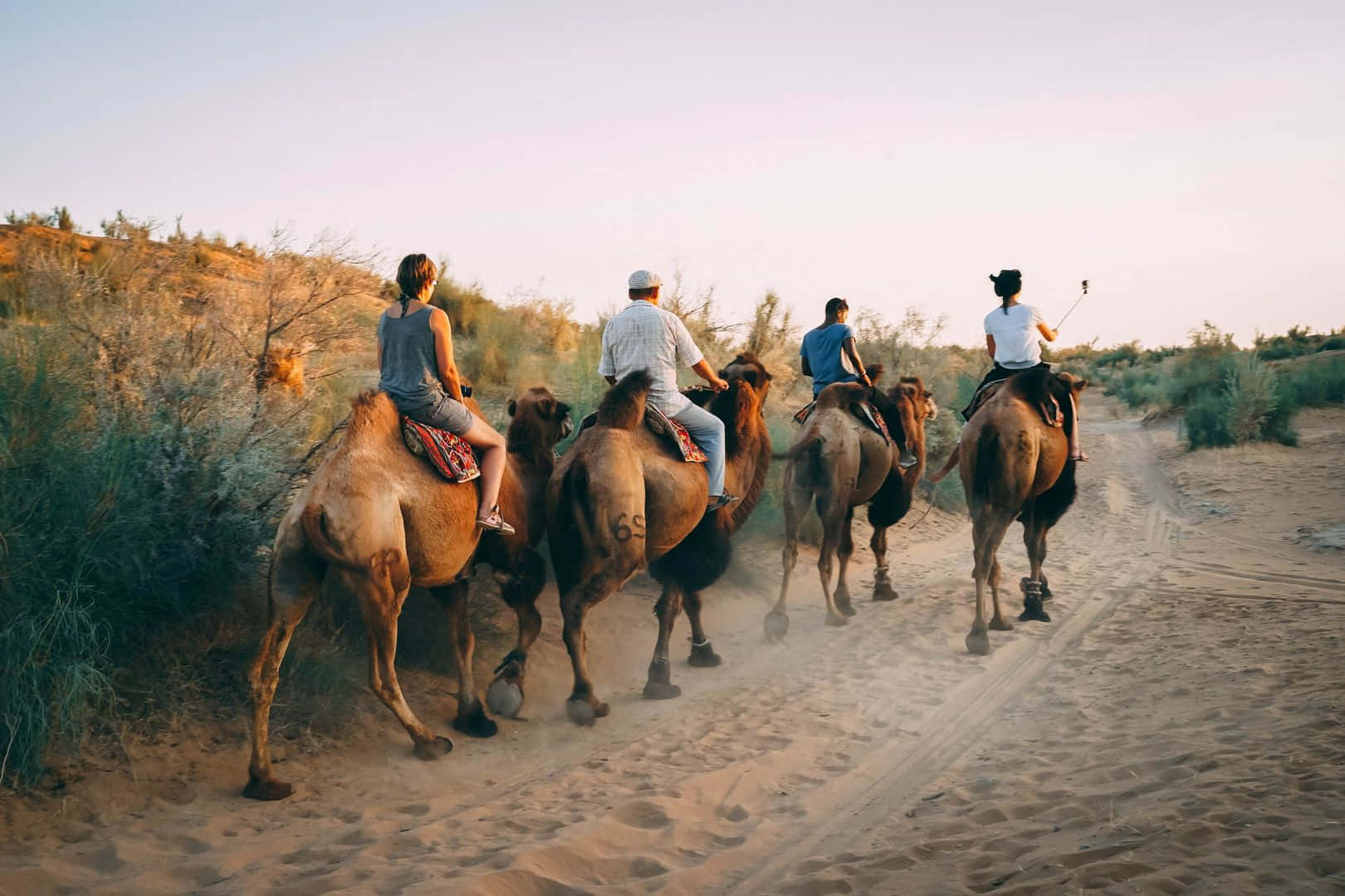 En gruppe mennesker, der rider kameler i ørkenen