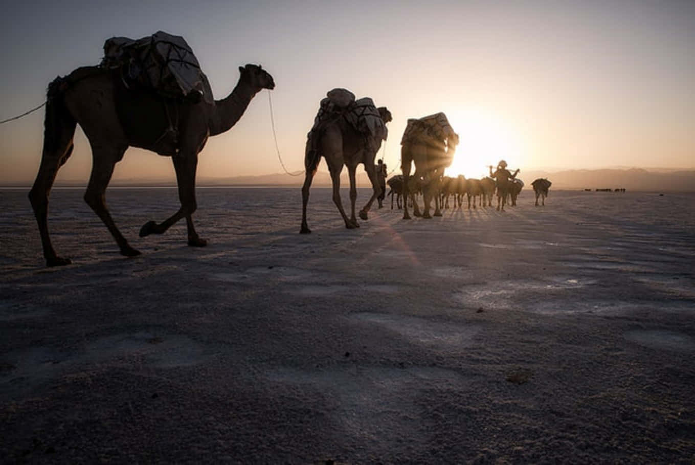 Kameler går hen over ørkenen ved solnedgang