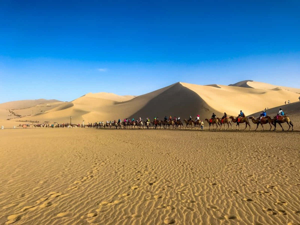 En gruppe mennesker, der kører kameler gennem ørkenen
