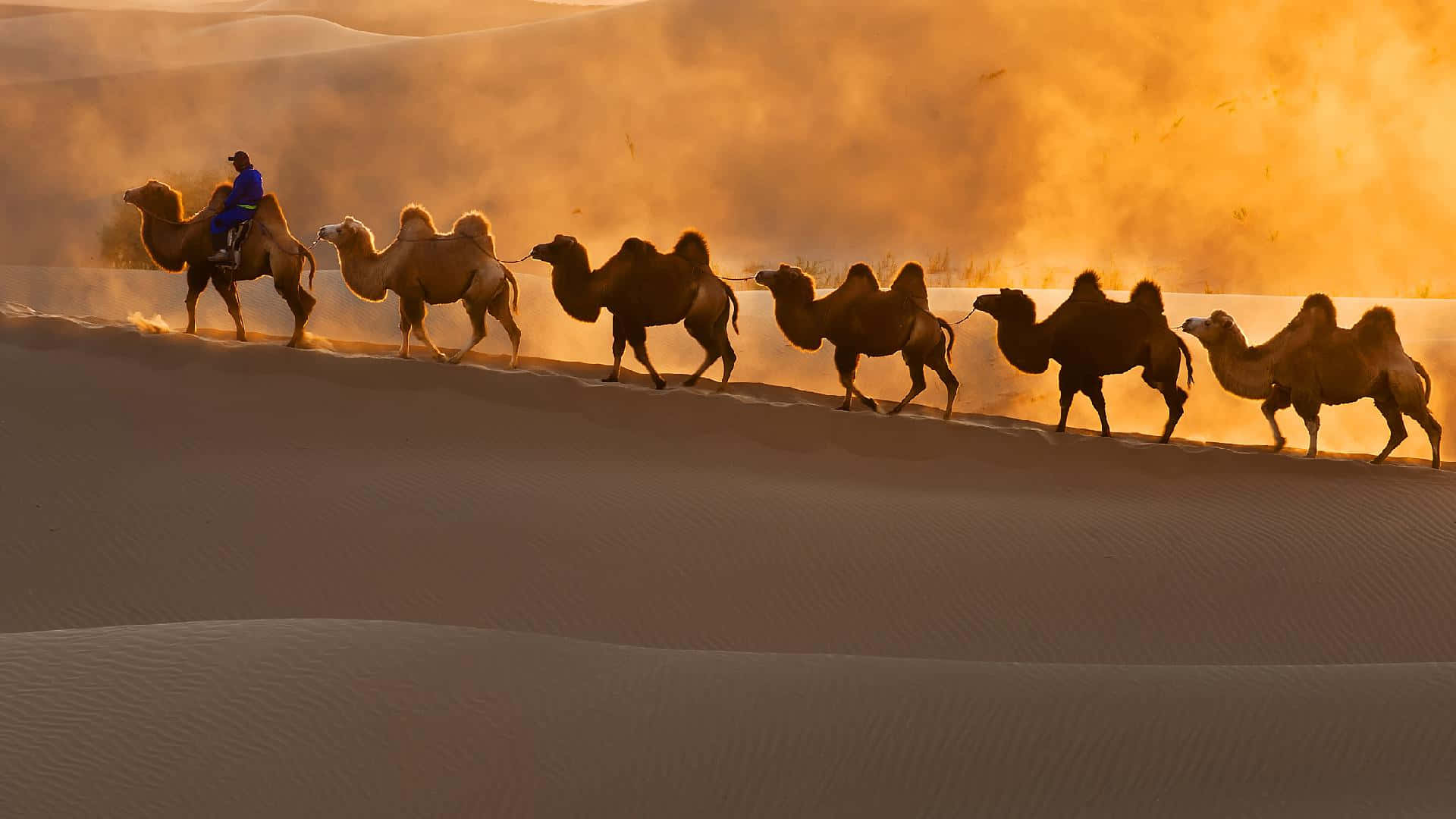 A Group Of Camels Are Riding Through The Desert
