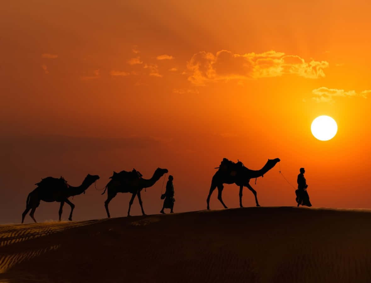 Ungrupo De Camellos Caminan En El Desierto Al Atardecer.