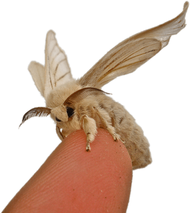 Silkworm Mothon Finger PNG