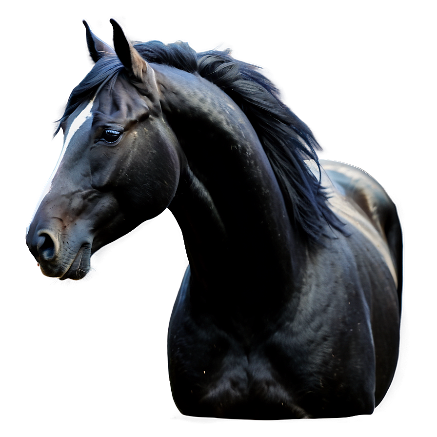 Silky Mane Black Horse Png 06262024 PNG