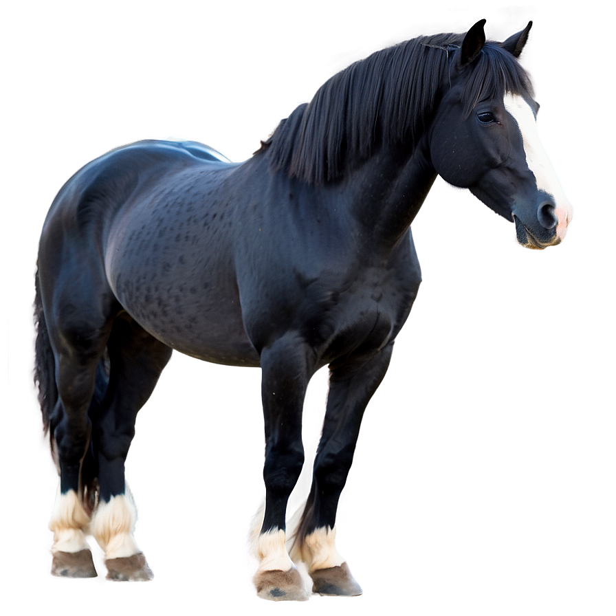 Silky Mane Black Horse Png 32 PNG